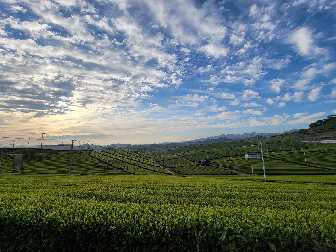 Sunrise over Tencha field in Uji,  Japan