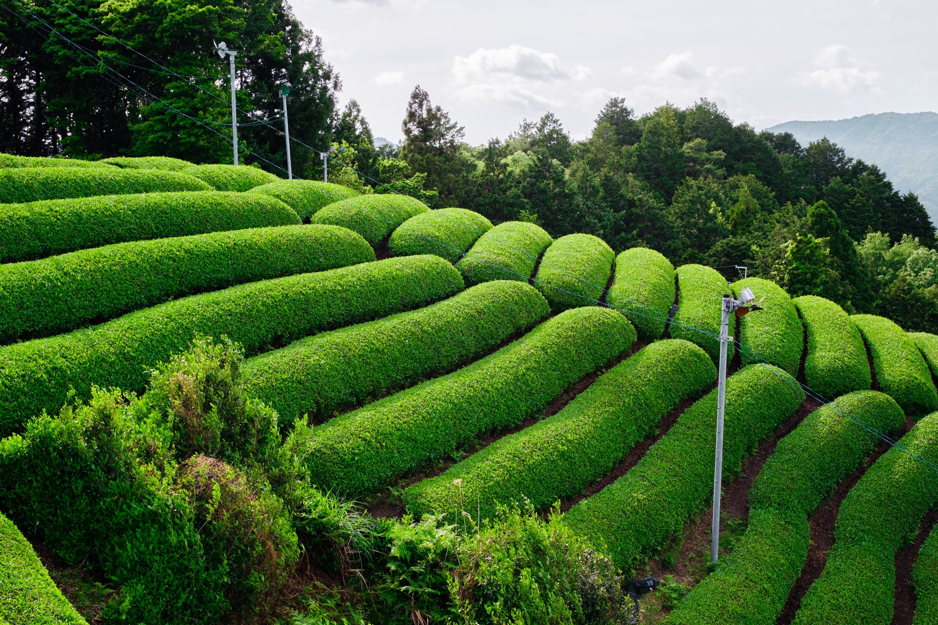 Rows of tea fields on a mountainside in Uji, Japan - Mizuba Tea Co.