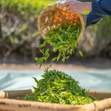 Tencha leaves being poured into a basket
