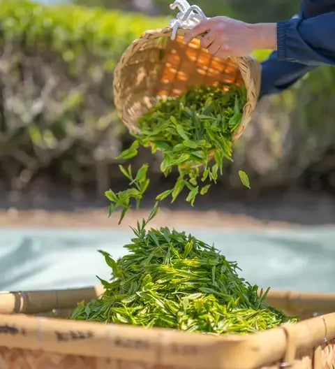 Tencha leaves being poured into a basket
