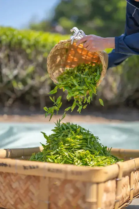 Tencha leaves being poured into a basket
